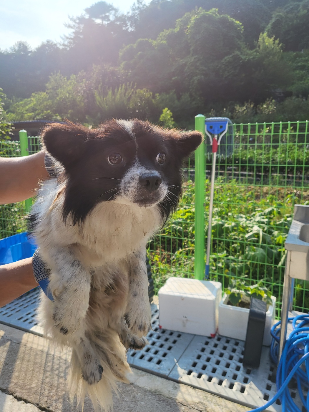 삼척시동물보호센터_442424202300472
